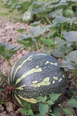 yeşil renkli ham balkabağı hasat için sıkıca kapatıldı