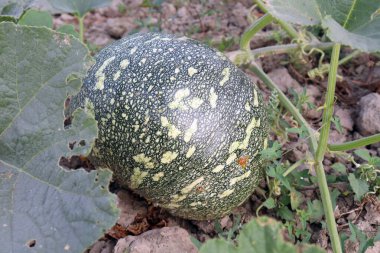 yeşil renkli ham balkabağı hasat için sıkıca kapatıldı