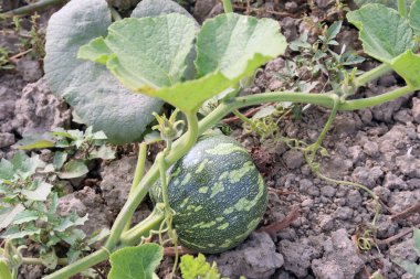 yeşil renkli ham balkabağı hasat için sıkıca kapatıldı