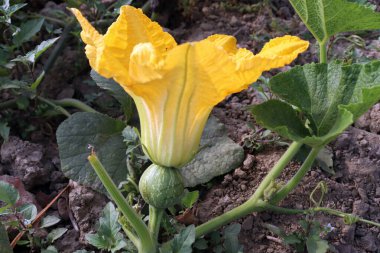 Çiftlikte çiçekli küçük yeşil renkli çiğ balkabağı