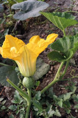 Çiftlikte çiçekli küçük yeşil renkli çiğ balkabağı