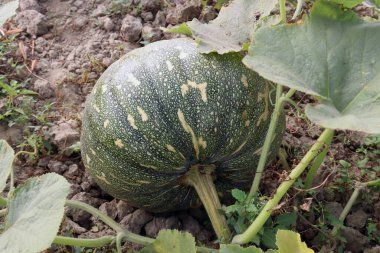 yeşil renkli ham balkabağı hasat için sıkıca kapatıldı