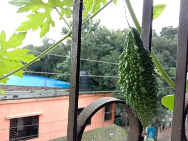 Bahçedeki ağaçta taze ve sağlıklı çiğ çiğ kavun var.