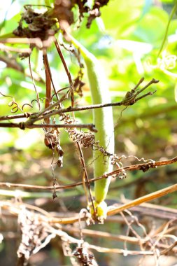 Satılık taze luffa kabağı stoku.