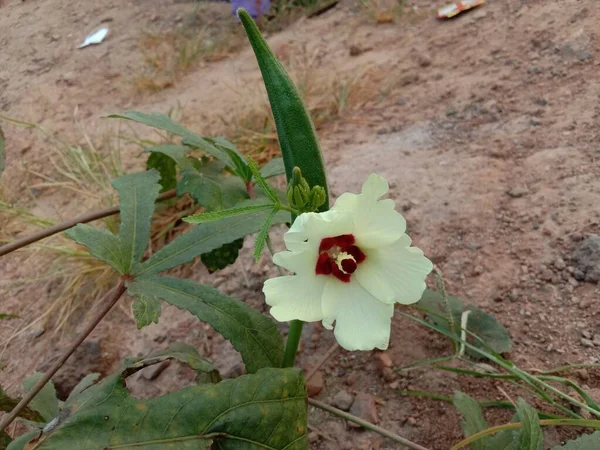 Doigt Dame Couleur Verte Fleur Sur Arbre Ferme Pour Récolte — Photo