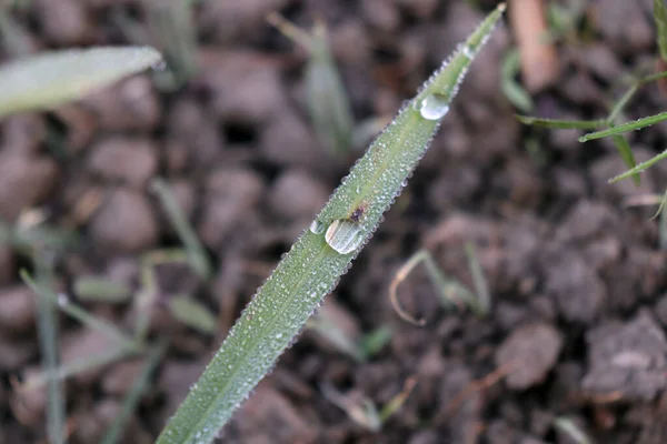 Water Drop Green Grass Field — Stock Photo, Image