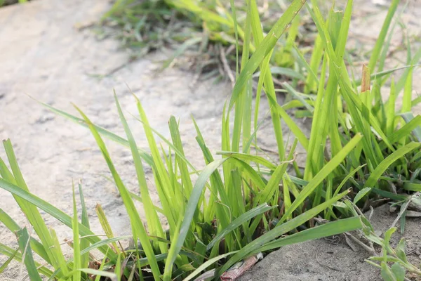 Indah Hijau Rumput Latar Belakang Saham Lapangan — Stok Foto