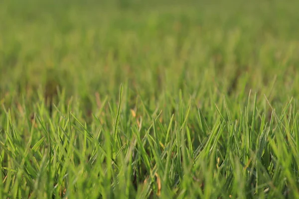Indah Hijau Rumput Latar Belakang Saham Lapangan — Stok Foto