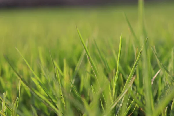 Indah Hijau Rumput Latar Belakang Saham Lapangan — Stok Foto