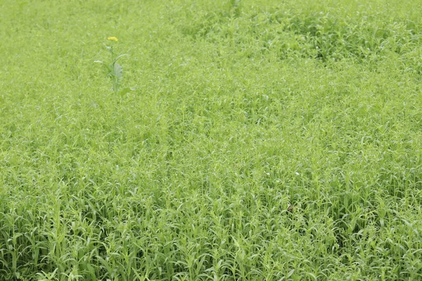 Bella Erba Verde Stock Sfondo Sul Campo — Foto Stock