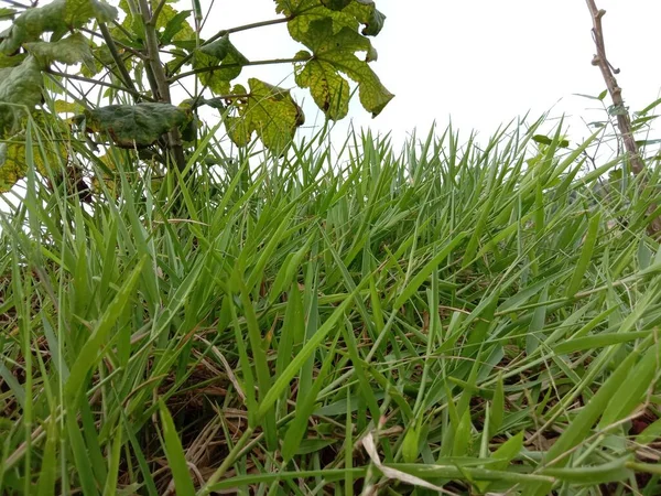 Blue Sky Dengan Indah Rumput Hijau Saham Lapangan — Stok Foto