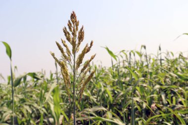 yeşil renkli çimen firması ve hayvan yemi çiçekleri