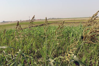 yeşil renkli çimen firması ve hayvan yemi çiçekleri