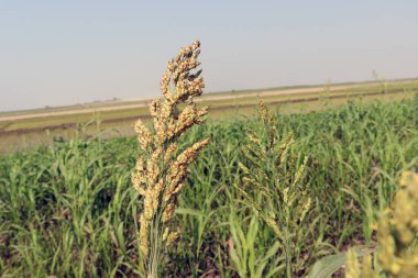 yeşil renkli çimen firması ve hayvan yemi çiçekleri