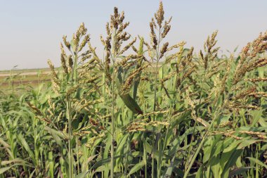 yeşil renkli çimen firması ve hayvan yemi çiçekleri