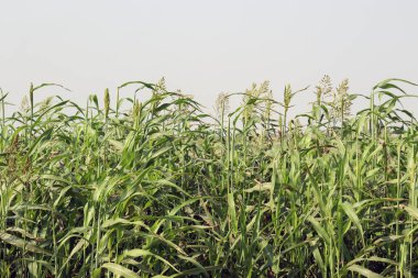 yeşil renkli çimen firması ve hayvan yemi çiçekleri