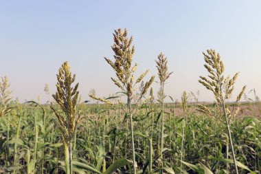 yeşil renkli çimen firması ve hayvan yemi çiçekleri