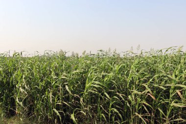 yeşil renkli çimen firması ve hayvan yemi çiçekleri