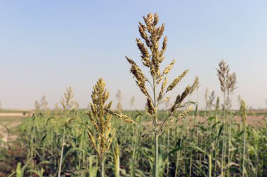 yeşil renkli çimen firması ve hayvan yemi çiçekleri
