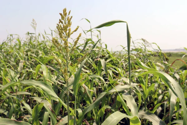 Groen Gekleurd Gras Bedrijf Met Bloem Voor Diervoeding — Stockfoto