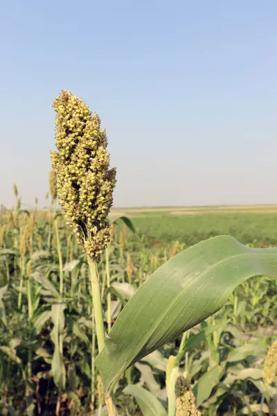 Groen Gekleurd Gras Bedrijf Met Bloem Voor Diervoeding — Stockfoto