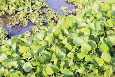 Gölde yapraklı sümbül çiçeği