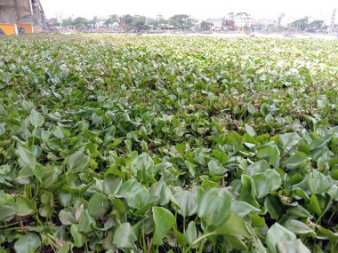 Gölde yapraklı sümbül çiçeği