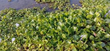 Gölde yapraklı sümbül çiçeği