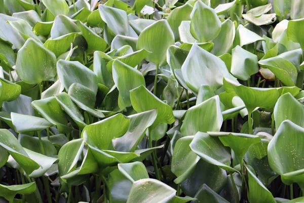 Flor Jacinto Agua Común Lago Con Hoja — Foto de Stock