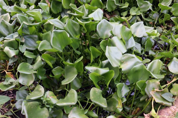 Běžná Voda Hyacint Květ Jezeře Listem — Stock fotografie