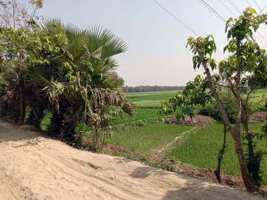 Doğa yürüyüşü için doğayla birlikte köyde bir kum yolu.