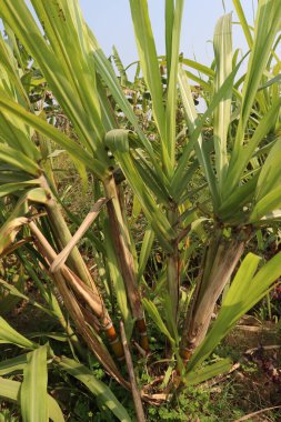 sarı renkli lezzetli ve sağlıklı şeker kamışı çiftlikte