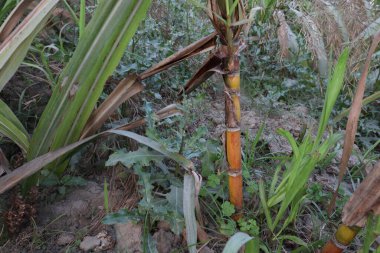 sarı renkli lezzetli ve sağlıklı şeker kamışı çiftlikte