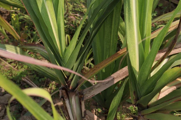Şeker kamışı firması hasat için tarlayı kapatıyor.