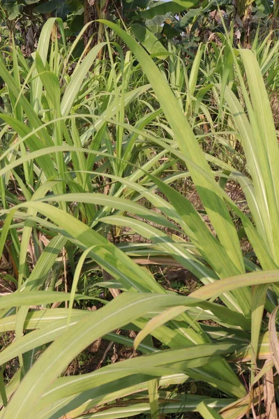 Сахарный Тростник Фирма Крупным Планом Поле Сбора Урожая — стоковое фото