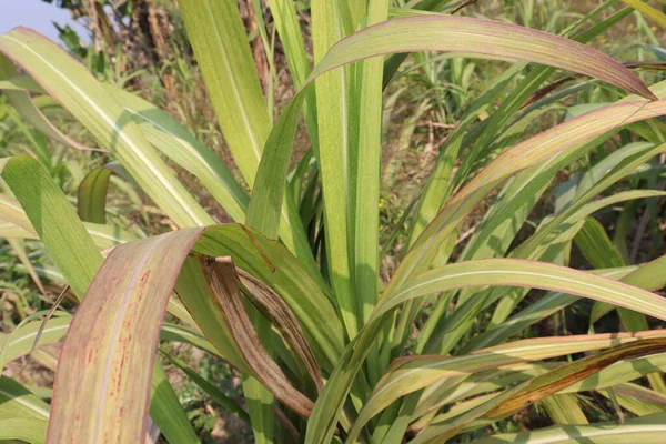 Canne Sucre Ferme Gros Plan Sur Champ Pour Récolte — Photo