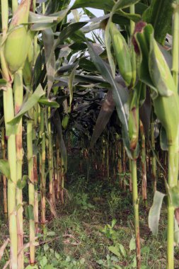 yeşil renkli mısır tomurcuğu ağaçta hasat için