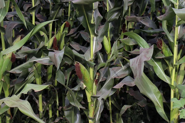 Green Colored Maize Bud Tree Firm Harvest — Stock Photo, Image