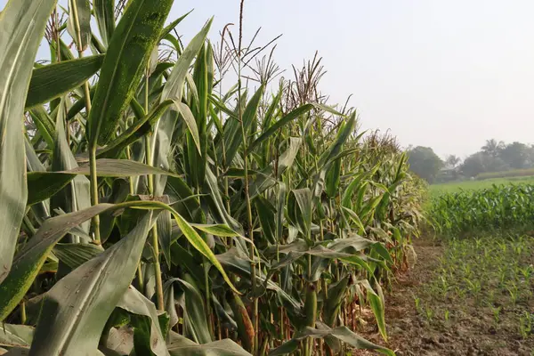 Zöld Színű Kukorica Bimbó Kemény Betakarítás — Stock Fotó