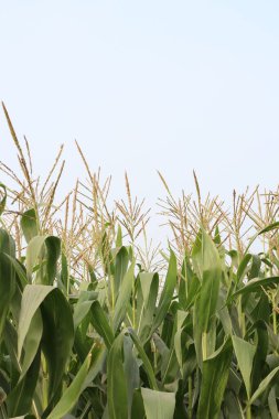 Hasat için çiçekli yeşil mısır ağacı firması