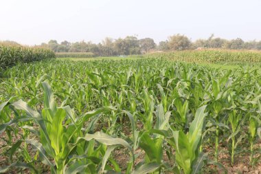 Hasat için ağaçta yeşil mısır yaprağı