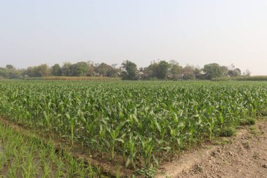 yeşil renkli mısır ağacı hasat için tarlada.