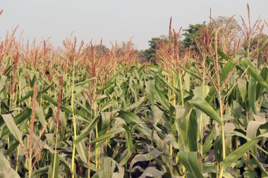 Hasat için çiçekli yeşil mısır ağacı firması