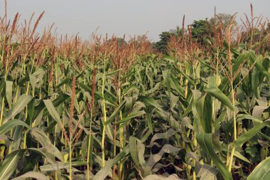 Hasat için çiçekli yeşil mısır ağacı firması