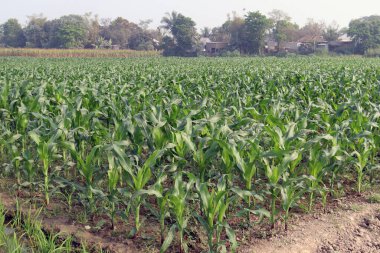yeşil renkli mısır ağacı hasat için tarlada.