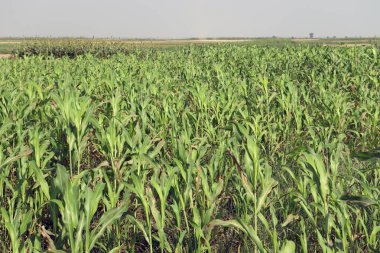 yeşil renkli mısır ağacı hasat için tarlada.