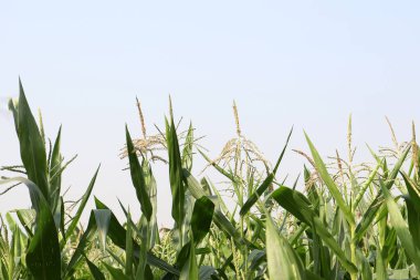 Hasat için çiçekli yeşil mısır ağacı firması