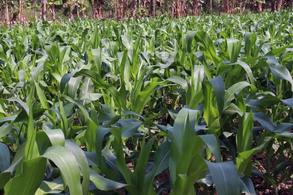 Green Colored Maize Leaf Tree Firm Harvest — Stock Photo, Image