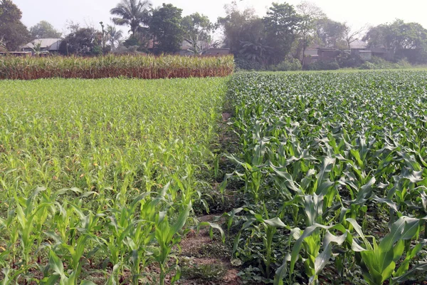 Zöld Színű Kukorica Cég Szántóföldön Betakarítás — Stock Fotó
