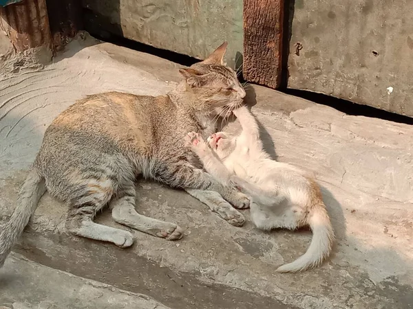 Marrone Bianco Colorato Carino Gatto Sulla Casa Sicurezza — Foto Stock